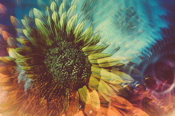 Prismatic images of a sunflower