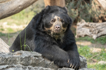 Orso dagli occhiali, Tremarctos ornatus
