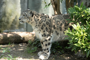 Naklejka na ściany i meble Leopardo delle nevi, Panthera uncia, profilo