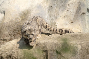 Leopardo delle nevi, Panthera uncia, salto