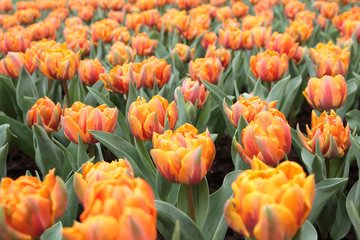 the Tulipa gesneriana at flower show 2014