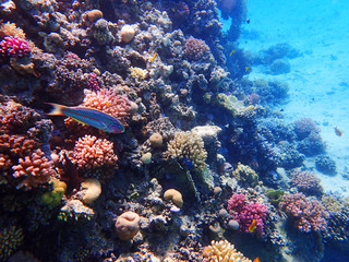 coral reef in egypt as ocean background