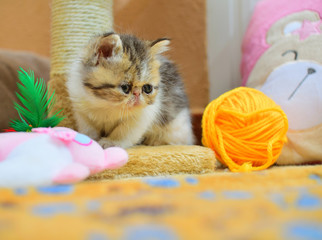 cutte persian baby kitten playing