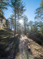 Pine forests around the town of Morella