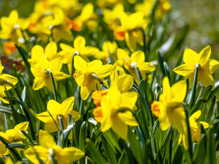 Yellow flowers narcissus