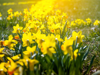 Fototapeta premium Yellow flowers narcissus