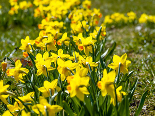 Fototapeta premium Yellow flowers narcissus