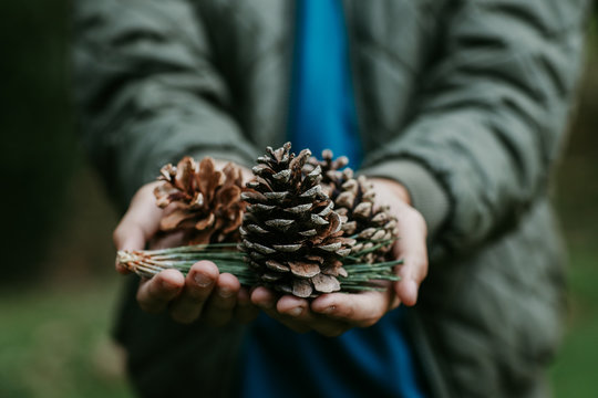 Pinecones In Fall