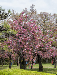 Fototapeta premium a tree in full blossom