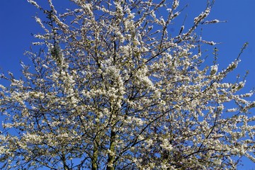 cherry blossom in spring