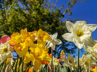 Yellow and white daffodil, blue sky