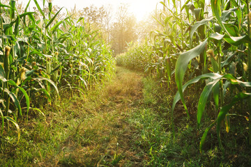 Many corn is growing, The road in the corn garden is very sunny, Green corn field in agricultural garden.