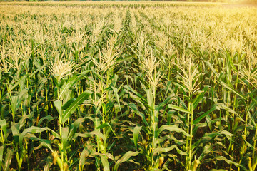 Corn Farm in Thailand, Corn field, Green wheat field.