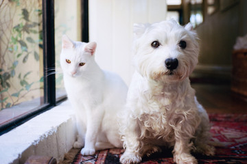 Friends ... a white dog and white cat sittting together indoors