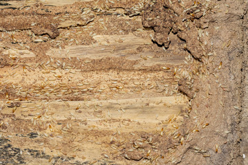 Many termites eat wood And destroying wooden houses, wooden parts and destroying wooden-image products