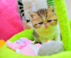 cutte persian baby kitten playing
