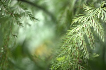 closeup of dill on green background