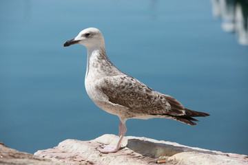 Seagulls Lerici