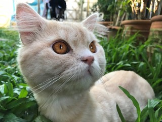 Naklejka na ściany i meble close up curious Persian cat on green backyard with big yellow eyes