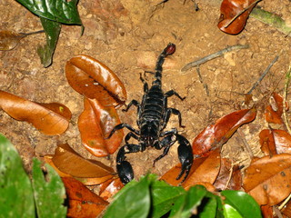 Taman Negara, Rain forest, Malaysia