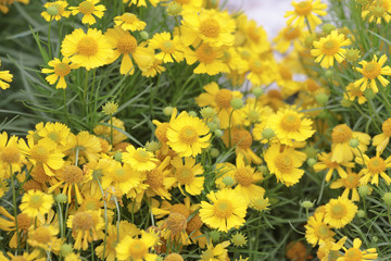 a flower show at hong kong 2014