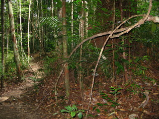 Taman Negara, Rain forest, Malaysia