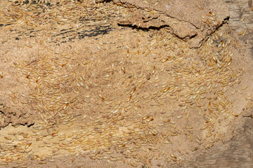Many termites eat wood And destroying wooden houses, wooden parts and destroying wooden-image products