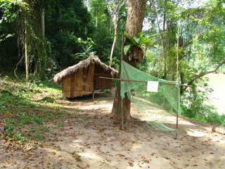 Fototapeta na wymiar Taman Negara, Rain forest, Malaysia
