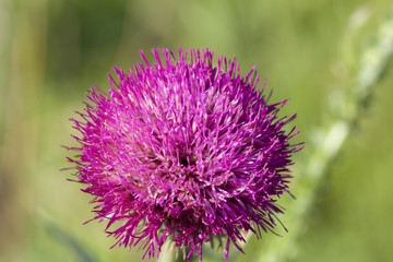 Blooming thistle. With details flower