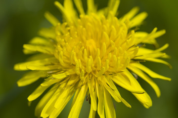 Yellow dandelion close-up.
