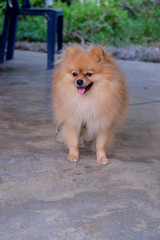 Pomeranian dog brown