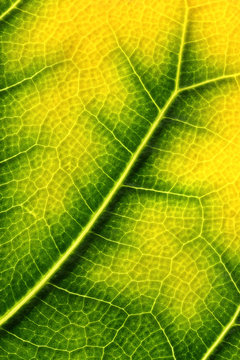 Backlit ficus leaf changing color in autumn