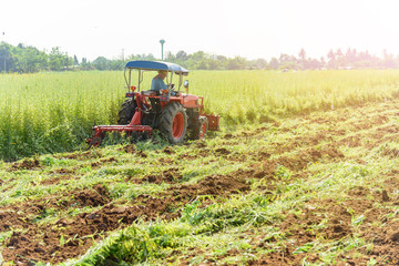 Fototapeta premium Farmer use Tractor Incorporation the Green manure