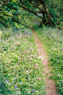Wildflower-lined path through woodland