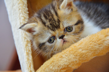 cutte persian baby kitten playing