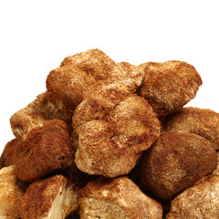 hericium erinaceus on white background