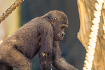 Adolescent Gorilla sitting in the sunshine.