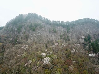 日本の山の満開の桜の花