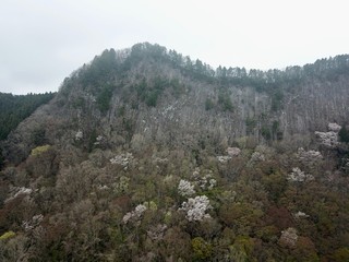 日本の山の満開の桜の花
