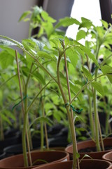 Selbstgezogene Tomatenpflanzen