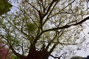 日本の奈良の千年桜，古木と階段
