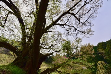 日本の奈良の千年桜，古木と階段