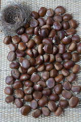 Chestnuts with bird's nest liguria Italy
