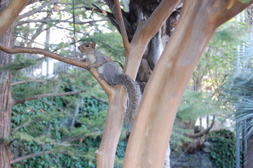 Squirrel in Tree
