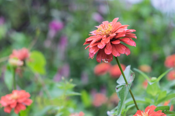 Zinnia orange In the rain there is a drop of water