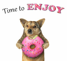 The dog holds a big bitten pink donut. Time to enjoy. White background. Isolated.