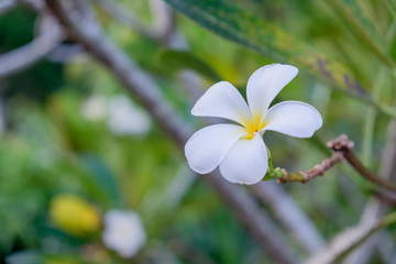 White plumeria on the tree