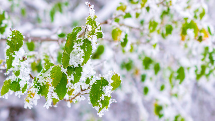 early snow green trees in the snow macro shot of green leaf covered by snow snow early fall