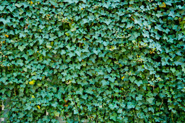 leaves wall background, leaf wall nature background, 