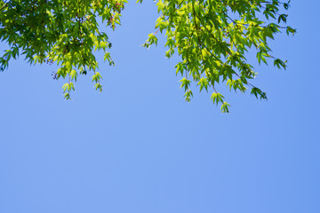 leaves wall background, leaf wall nature background, 